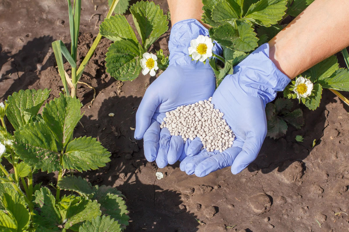 Differences Between Wet and Dry Fertilizers