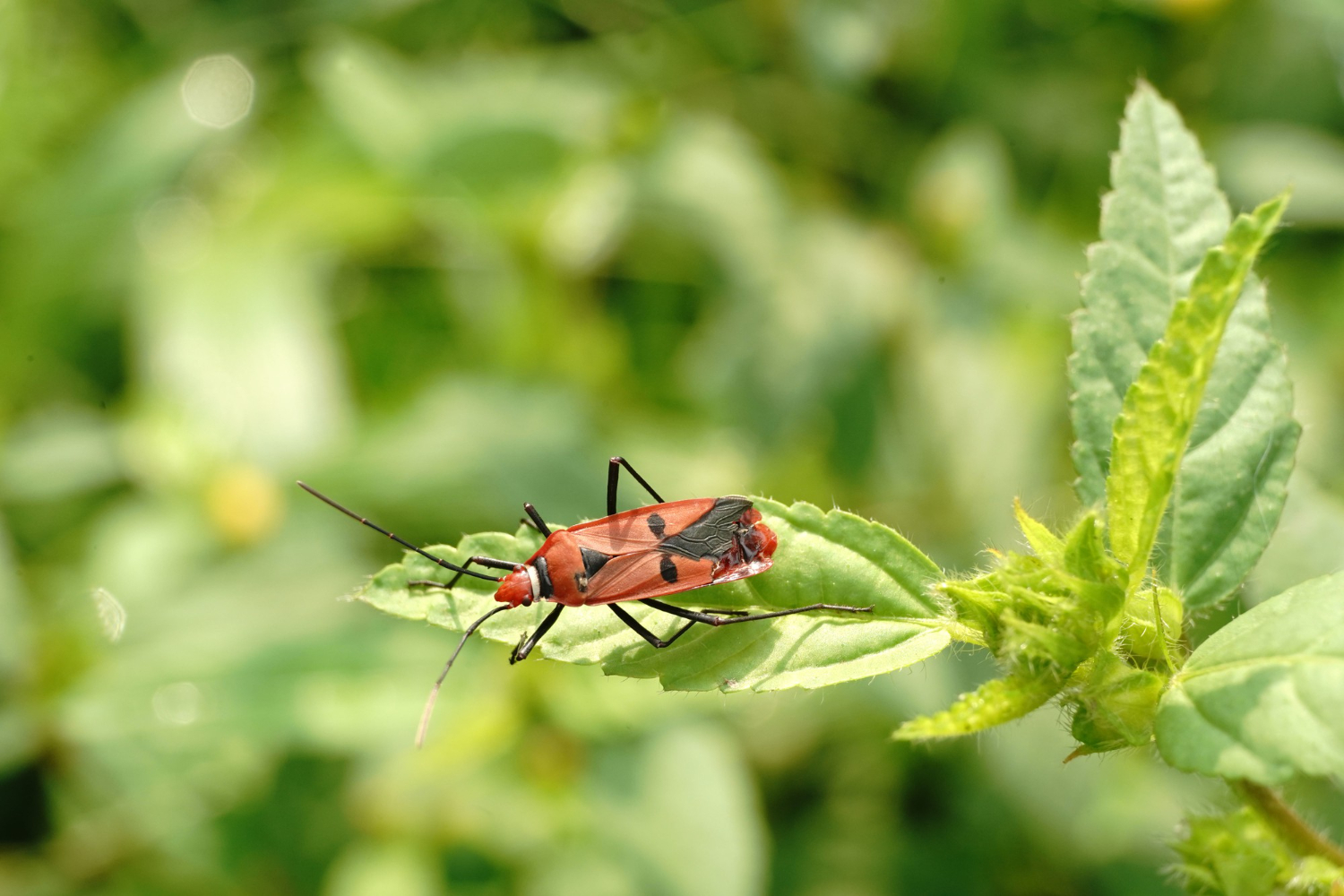 How to Deal with Common Garden Pests and Diseases