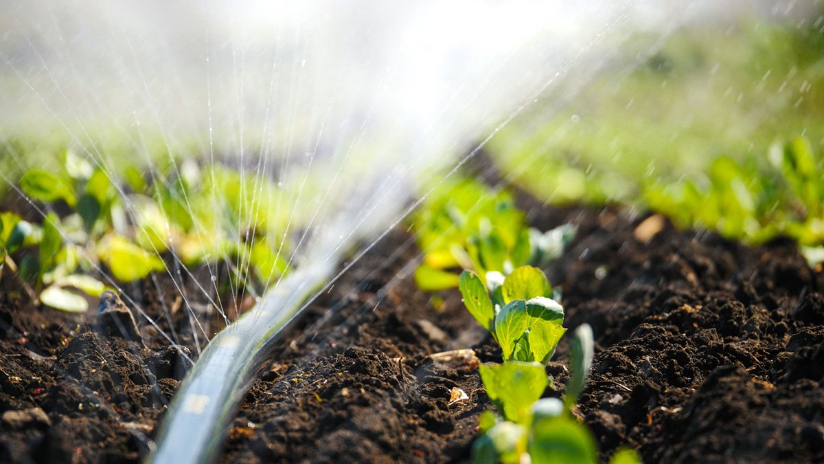 What to Know About Drip Irrigation Before You Start