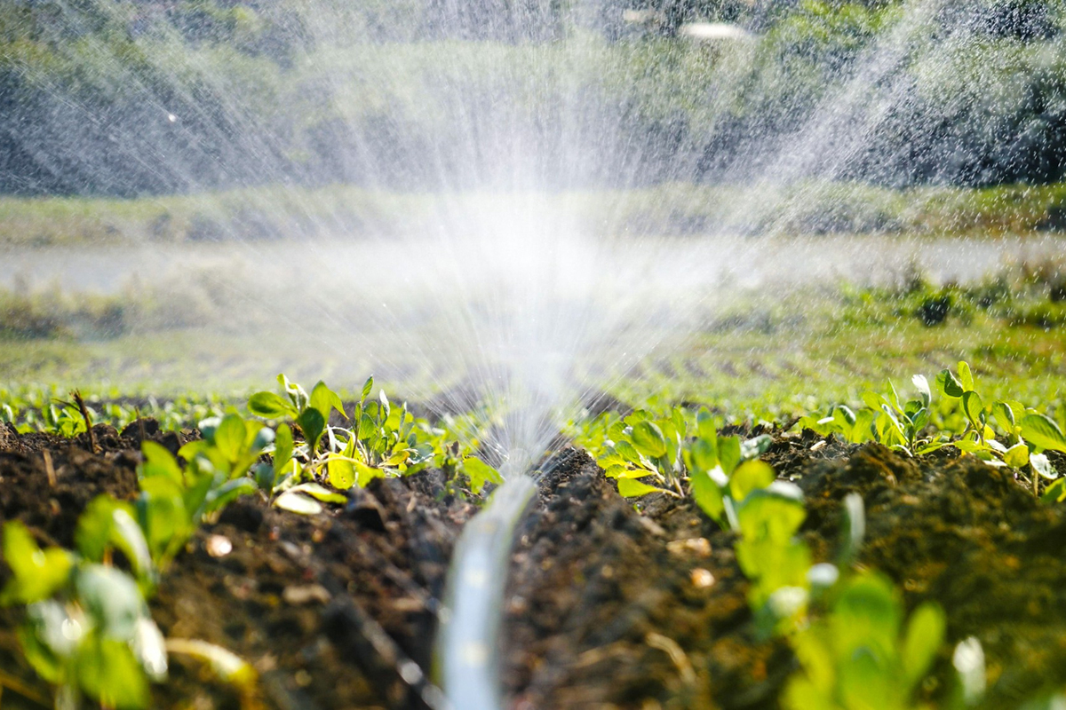 Drip Irrigation Projects You Can Do in an Hour or Less