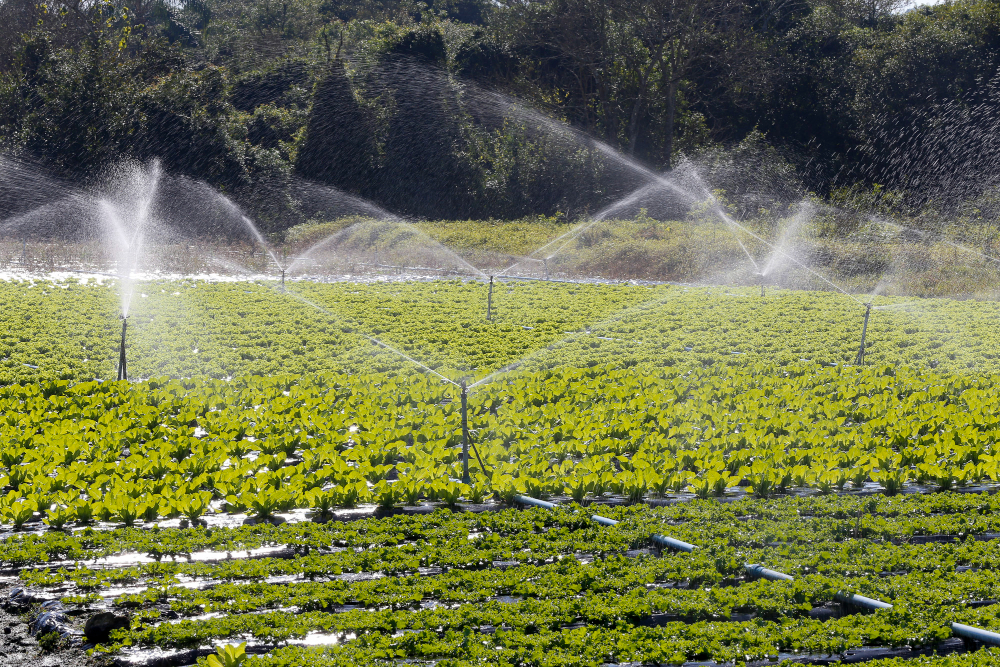 Ways to Conserve Water With Your Irrigation System