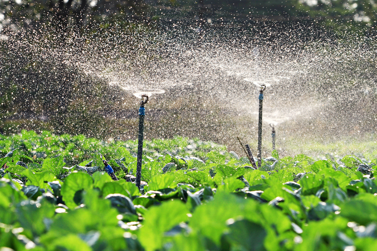 The Ultimate Guide on Installing a Rain Bird Automatic Sprinkler System