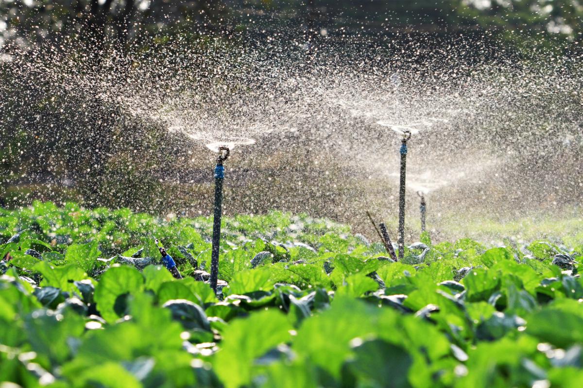 Why You Need a Sprinkler System for Your Yard