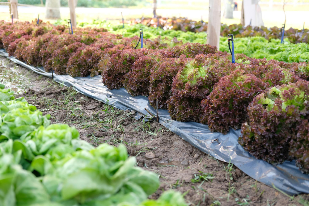 Irrigation Tips to Keep Your Vegetable Garden Thriving