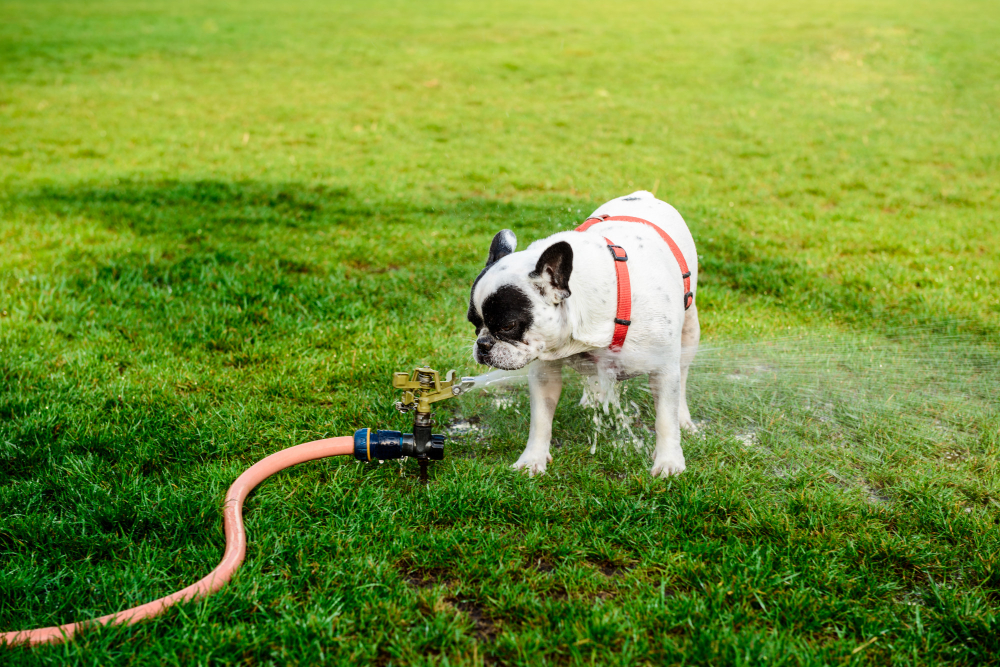 7 Signs Your Sprinkler Head Needs Repair