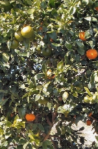 Fruit Cocktail Citrus Tree