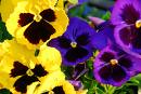 pansies2.jpg