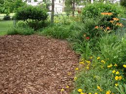 pine-bark-mulch.jpg