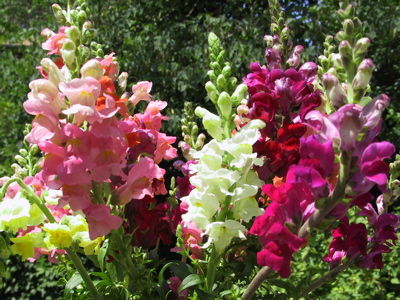 snapdragons4.jpg