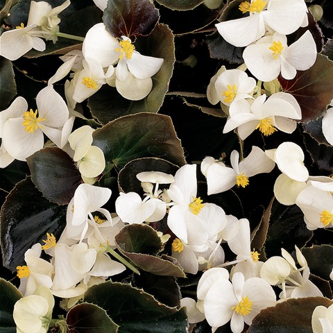 Bronze White Begonias