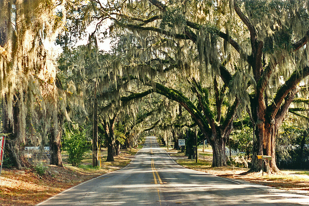 Escape To Florida’s Majestic Oaks: Where Nature Meets Luxury