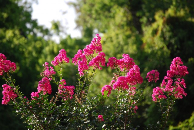 Crapemyrtles