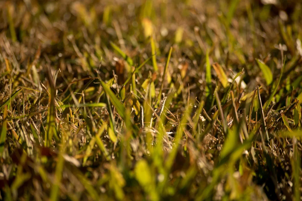Why Your Irrigation System Is Running but the Grass Is Still Brown