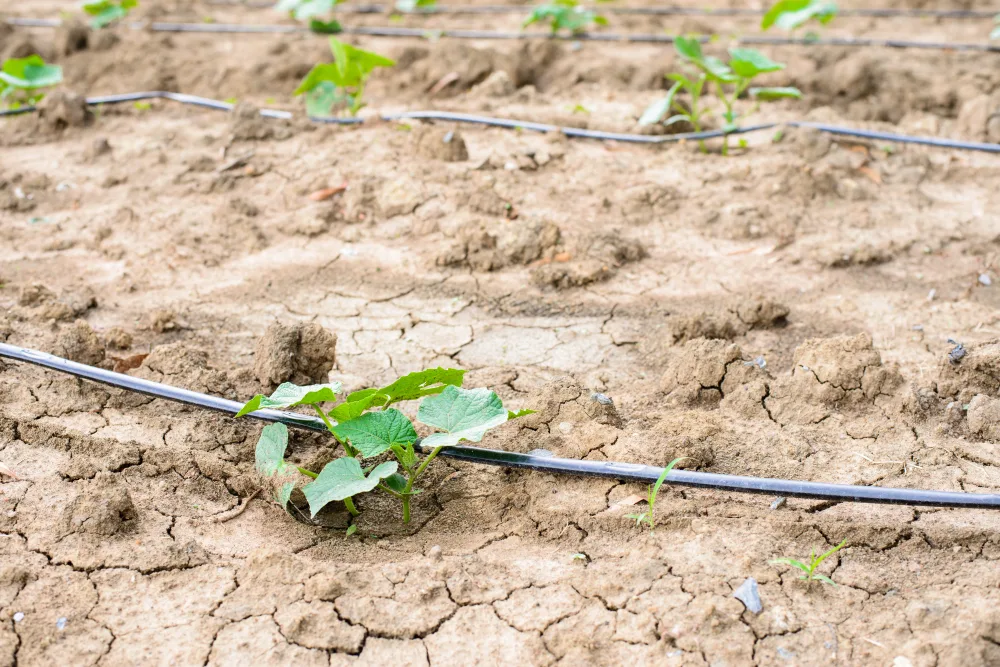 8 Common Irrigation Problems Every Orlando Homeowner Should Know