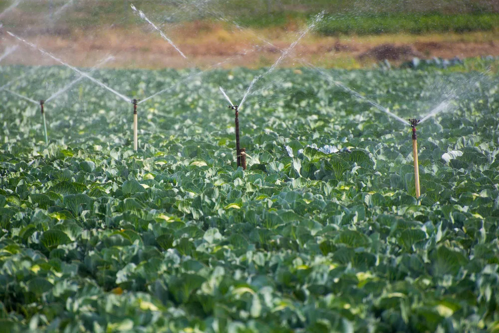 The Importance of Timely Sprinkler Repairs