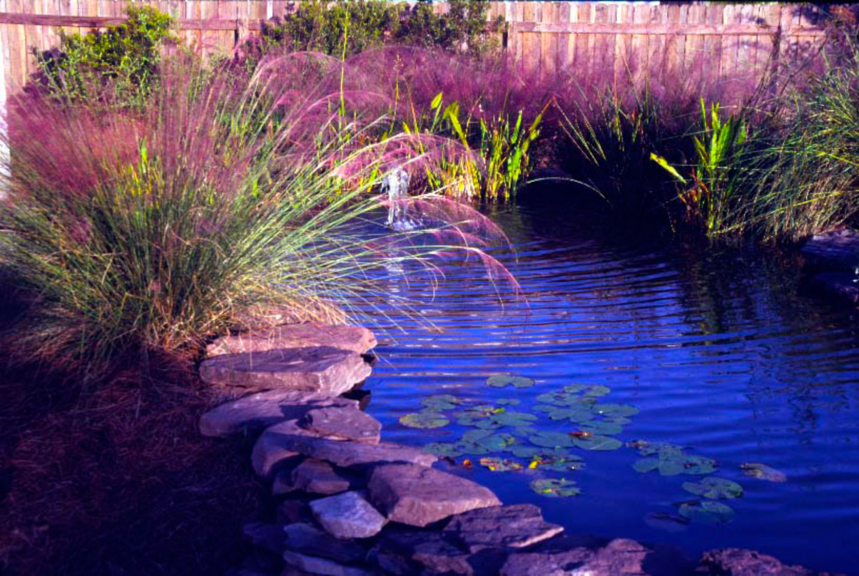 Purple Muhly Grass