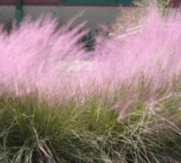 Purple Muhly Grass