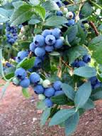 Blueberry Plants