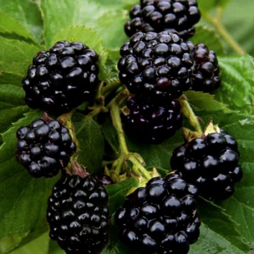 Ouachita Thornless Blackberry