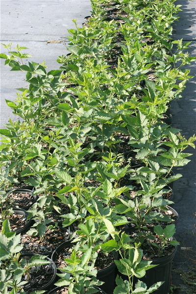 Ouachita Thornless Blackberry Plant