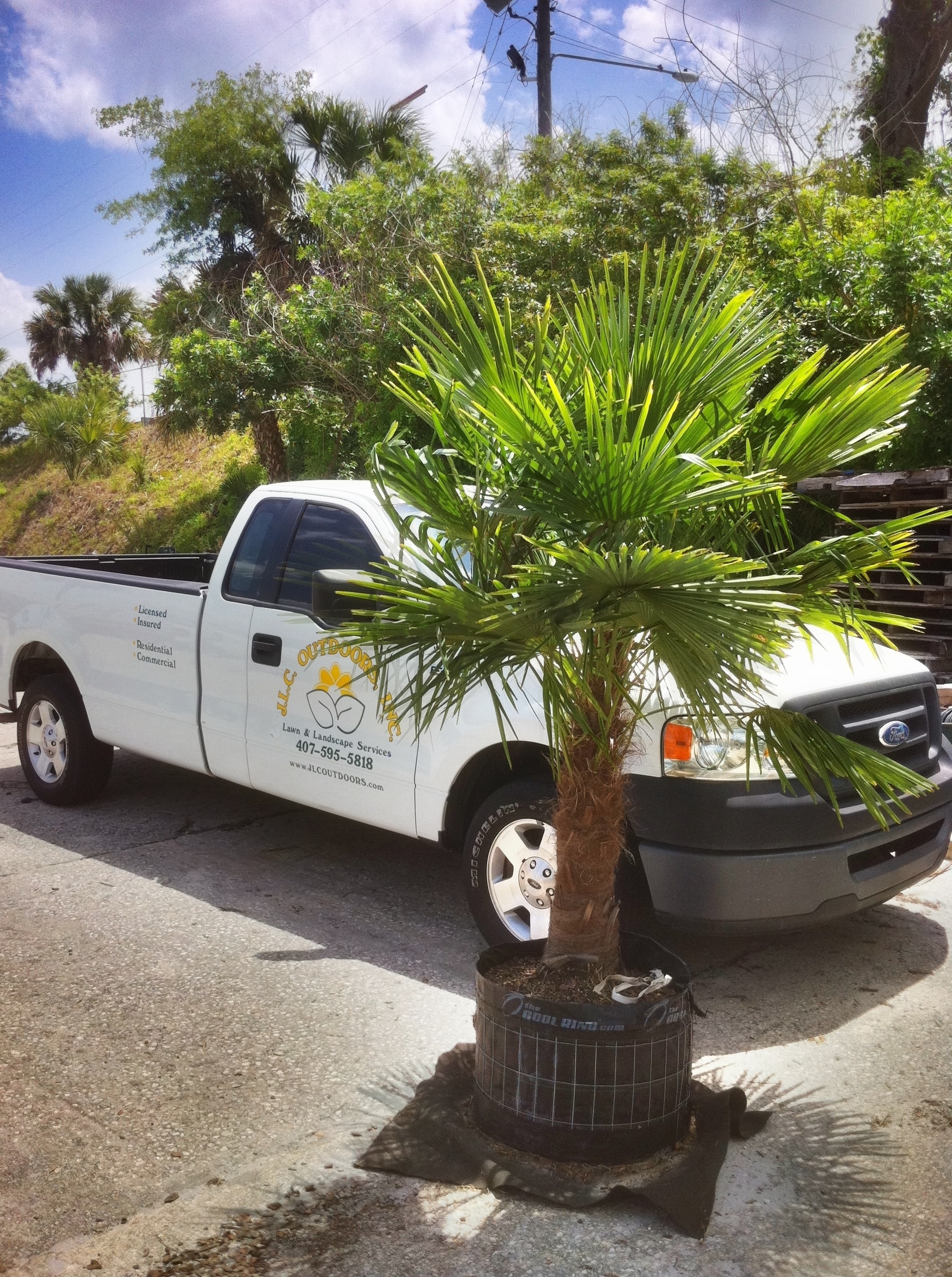 Windmill Palm - 30 gallon