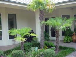 Windmill Palm