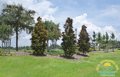 Lawn & Landscape Services