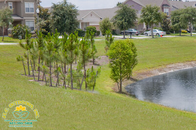 Lawn & Landscape Services